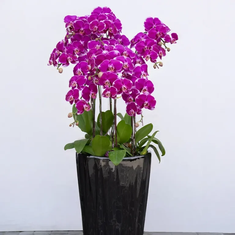 喪禮蘭花F 榛馨花藝版權所有