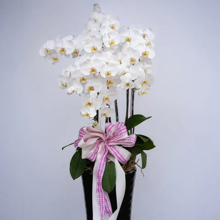喪禮蘭花H 榛馨花藝版權所有